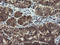 Myeloid Leukemia Factor 1 antibody, LS-C173968, Lifespan Biosciences, Immunohistochemistry paraffin image 