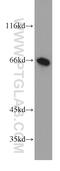 Upstream-binding protein 1 antibody, 13856-1-AP, Proteintech Group, Western Blot image 