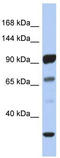 Protocadherin Alpha 10 antibody, TA331055, Origene, Western Blot image 
