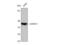 GATA Binding Protein 4 antibody, STJ93228, St John