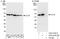 Chaperonin Containing TCP1 Subunit 2 antibody, A303-479A, Bethyl Labs, Immunoprecipitation image 
