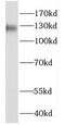 Family With Sequence Similarity 120A antibody, FNab02960, FineTest, Western Blot image 