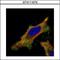 SMAD2 antibody, GTX111075, GeneTex, Immunofluorescence image 