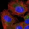 WD Repeat Domain 83 antibody, NBP1-92133, Novus Biologicals, Immunocytochemistry image 