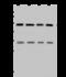 Lysine Methyltransferase 5A antibody, 11726-T52, Sino Biological, Western Blot image 