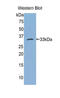 Bleomycin Hydrolase antibody, LS-C298156, Lifespan Biosciences, Western Blot image 