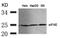 eIF4E antibody, AP02735PU-N, Origene, Western Blot image 