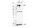 Nestin antibody, 10959S, Cell Signaling Technology, Western Blot image 