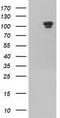 Ubiquitin Specific Peptidase 5 antibody, TA501289, Origene, Western Blot image 