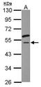 Eukaryotic Translation Initiation Factor 2 Subunit Gamma antibody, GTX118389, GeneTex, Western Blot image 