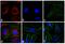 Mouse IgG antibody, 35511, Invitrogen Antibodies, Immunofluorescence image 
