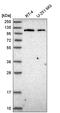 Janus Kinase 2 antibody, HPA043870, Atlas Antibodies, Western Blot image 