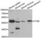 CTSE antibody, LS-C332217, Lifespan Biosciences, Western Blot image 