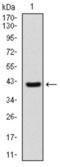 Sonic Hedgehog Signaling Molecule antibody, abx015984, Abbexa, Enzyme Linked Immunosorbent Assay image 