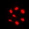 Leucine carboxyl methyltransferase 1 antibody, orb101882, Biorbyt, Immunofluorescence image 