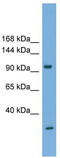 Cadherin Related Family Member 1 antibody, TA339643, Origene, Western Blot image 