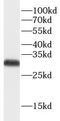 V-type proton ATPase subunit E 1 antibody, FNab00722, FineTest, Western Blot image 