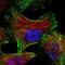 Gelsolin antibody, GTX60945, GeneTex, Immunocytochemistry image 