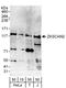 Zinc Finger With KRAB And SCAN Domains 2 antibody, A303-246A, Bethyl Labs, Western Blot image 