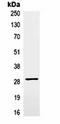P29 antibody, orb323022, Biorbyt, Immunoprecipitation image 