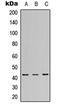 p38 antibody, LS-C368428, Lifespan Biosciences, Western Blot image 
