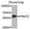 Protein Arginine Methyltransferase 2 antibody, abx004473, Abbexa, Western Blot image 