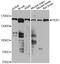 Period Circadian Regulator 1 antibody, A8449, ABclonal Technology, Western Blot image 