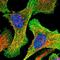 58K Golgi protein antibody, NBP2-48601, Novus Biologicals, Immunofluorescence image 