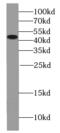 Paired box protein Pax-8 antibody, FNab06136, FineTest, Western Blot image 