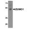 Izumo Sperm-Egg Fusion 1 antibody, TA349189, Origene, Western Blot image 
