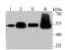 RB Binding Protein 4, Chromatin Remodeling Factor antibody, NBP2-75642, Novus Biologicals, Western Blot image 