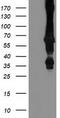 E3 ubiquitin-protein ligase MGRN1 antibody, CF502679, Origene, Western Blot image 