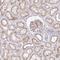 Cingulin Like 1 antibody, NBP2-37959, Novus Biologicals, Immunohistochemistry frozen image 