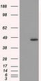 Mitochondrial Translational Release Factor 1 Like antibody, TA501065, Origene, Western Blot image 