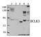 Doublecortin Like Kinase 3 antibody, A15882-2, Boster Biological Technology, Western Blot image 