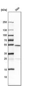LAG1 longevity assurance homolog 3 antibody, PA5-52250, Invitrogen Antibodies, Western Blot image 