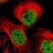 F-Box Protein 44 antibody, HPA003363, Atlas Antibodies, Immunocytochemistry image 