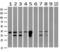 UBX Domain Protein 2B antibody, LS-C785741, Lifespan Biosciences, Western Blot image 