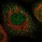 Mitochondrial import receptor subunit TOM34 antibody, PA5-53862, Invitrogen Antibodies, Immunofluorescence image 
