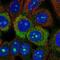 Ribosomal Protein S3A antibody, NBP2-55339, Novus Biologicals, Immunofluorescence image 