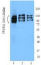 Nuclear Factor Of Activated T Cells 1 antibody, TA328056, Origene, Western Blot image 