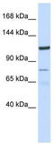KIAA1324 antibody, TA338437, Origene, Western Blot image 