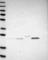 Family With Sequence Similarity 166 Member A antibody, NBP1-90930, Novus Biologicals, Western Blot image 