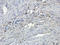 CD8 antibody, orb10325, Biorbyt, Immunohistochemistry paraffin image 