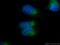 Family With Sequence Similarity 216 Member B antibody, 25583-1-AP, Proteintech Group, Immunofluorescence image 