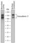 Protocadherin-17 antibody, AF7669, R&D Systems, Western Blot image 