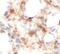 Amphiregulin antibody, FNab10384, FineTest, Immunohistochemistry frozen image 