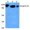 Integrin Subunit Alpha 3 antibody, AP20567PU-N, Origene, Western Blot image 