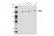 Histone Deacetylase 5 antibody, 20458S, Cell Signaling Technology, Western Blot image 