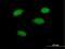 THAP Domain Containing 12 antibody, H00005612-B01P, Novus Biologicals, Immunocytochemistry image 